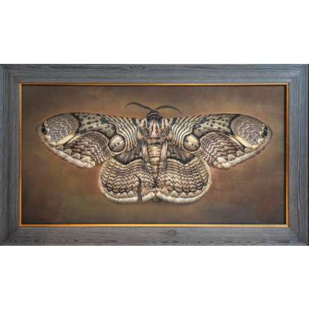 Brahmaea hearseyi, Owl Moth