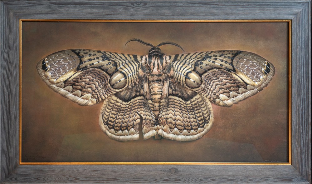 Brahmaea hearseyi, Owl Moth