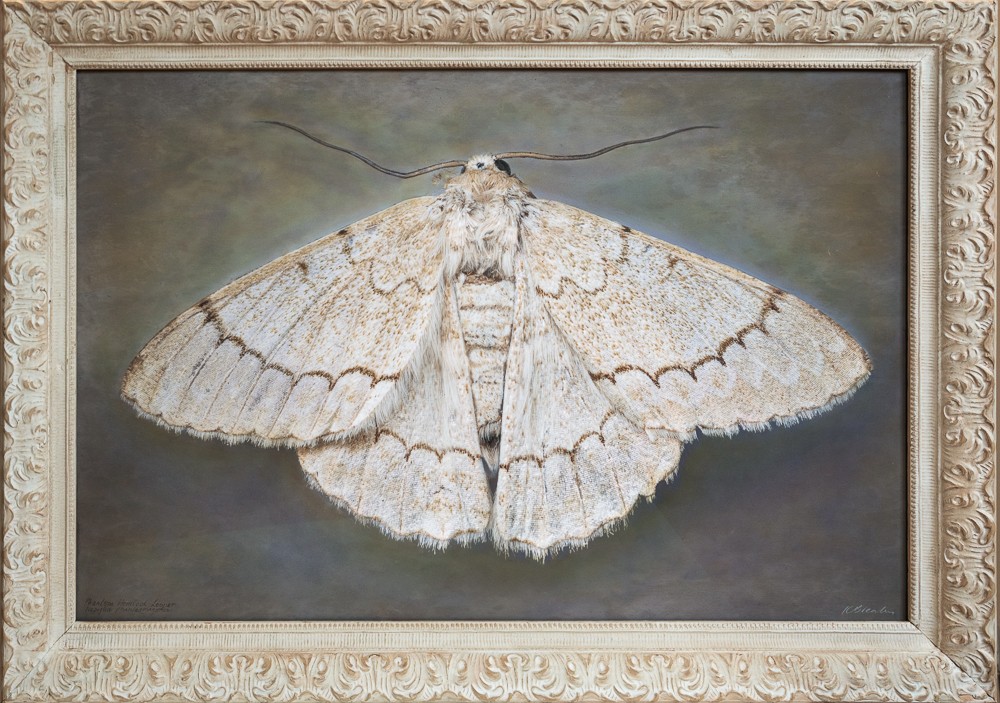 Nepytia phantasmagoria, Phantom Hemlock Looper