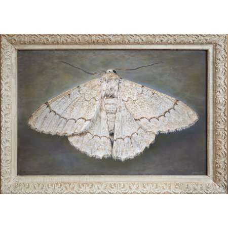 Nepytia phantasmagoria, Phantom Hemlock Looper