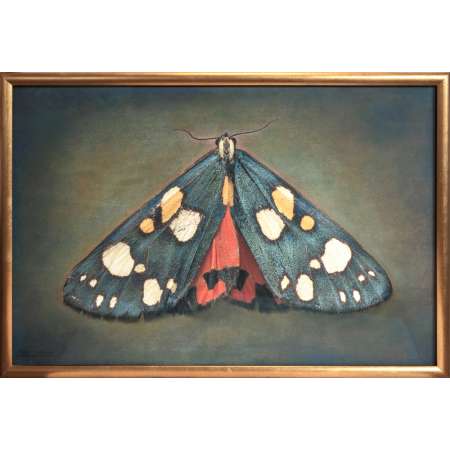 Callimorpa dominula, Scarlet Tiger Moth