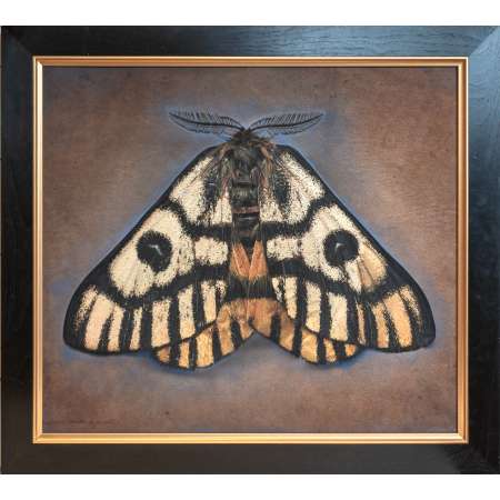 Hemileuca nuttalli, Sheep Moth