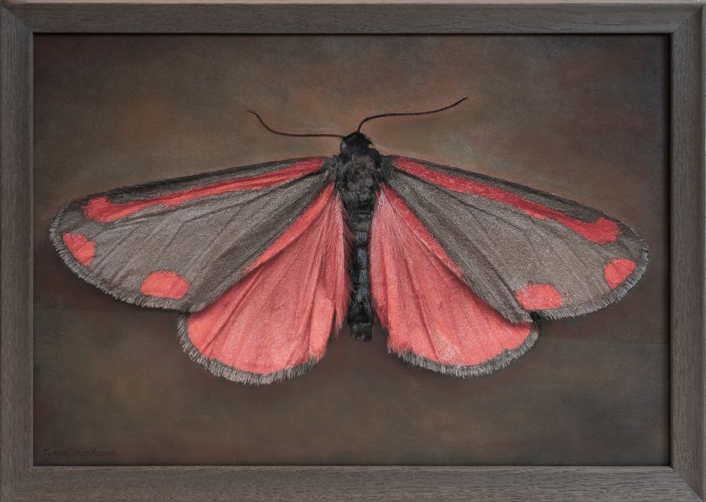 Tyria jacobaeae