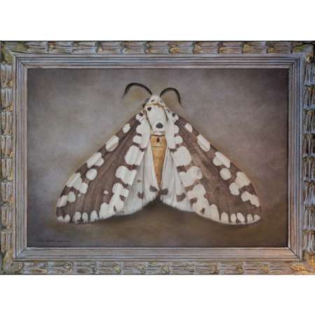 Afrowatsonius marginalia