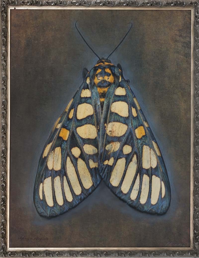 Aglaomorpha plagiata