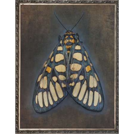 Aglaomorpha plagiata