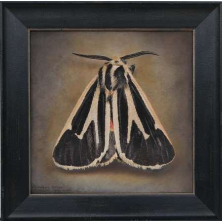 Apantesis vittata, Banded Tiger Moth