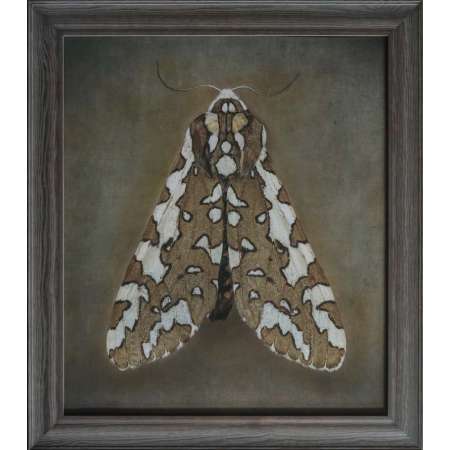 Arachnis zuni, Zuni Tiger Moth