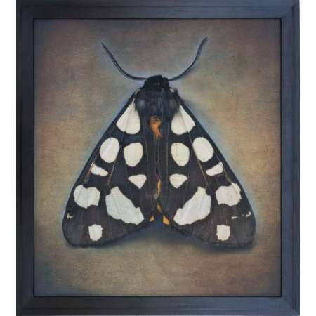 Arctia villica, Cream-Spot Tiger Moth