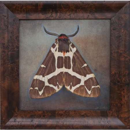 Arctia caja, Garden Tiger