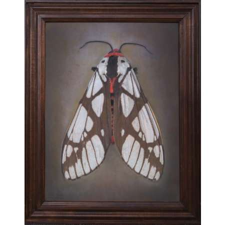 Areas galactina, Milky Tiger