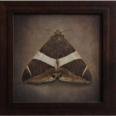 Bastilla praetermissa