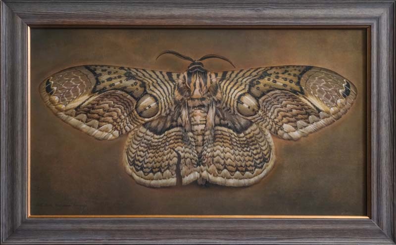 Brahmaea hearseyi, Owl Moth