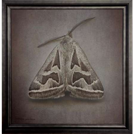 Callistege fortalitium