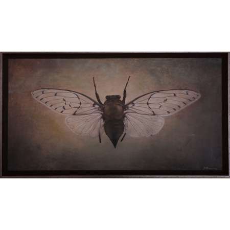 Cicada