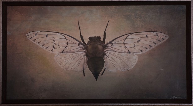 Cicada