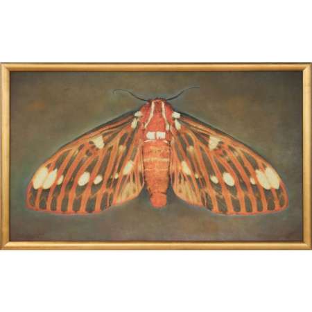 Citheronia regalia, Royal Walnut Moth