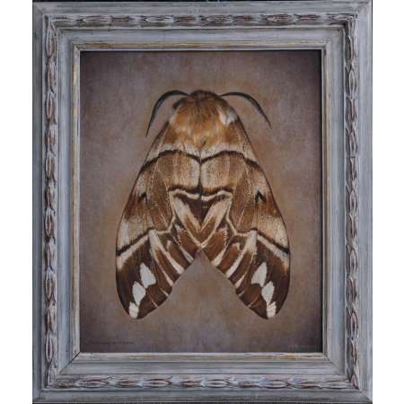 Endromis versicolora