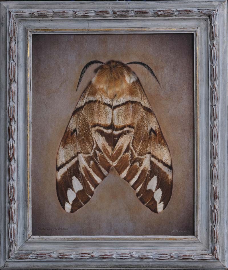 Endromis versicolora