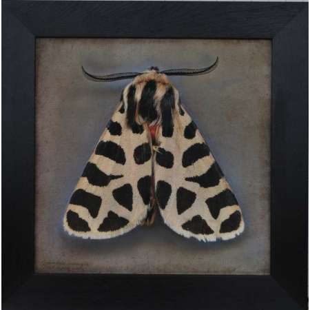 Grammia incorrupta, Pink Tiger Moth