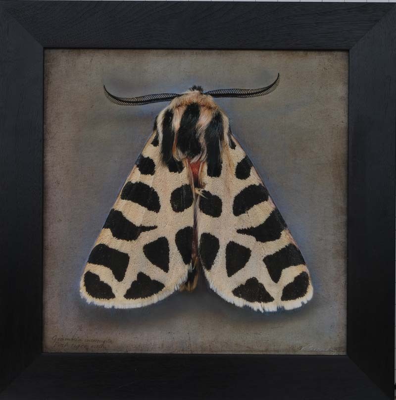 Grammia incorrupta, Pink Tiger Moth