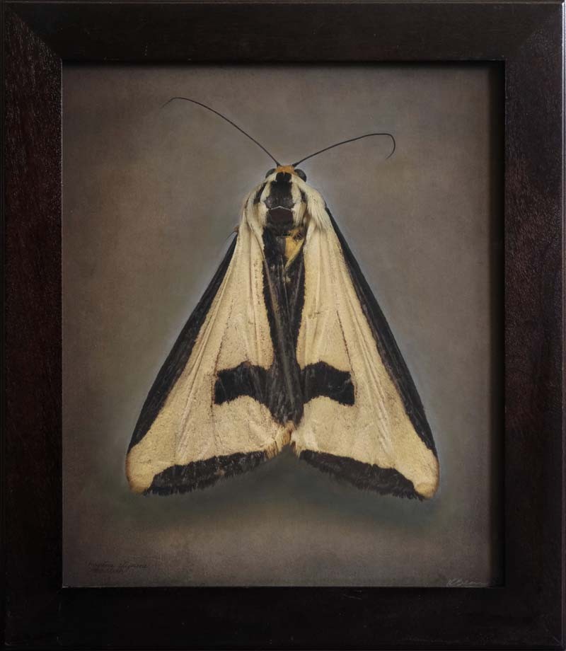 Haploa clymene, Cross Moth