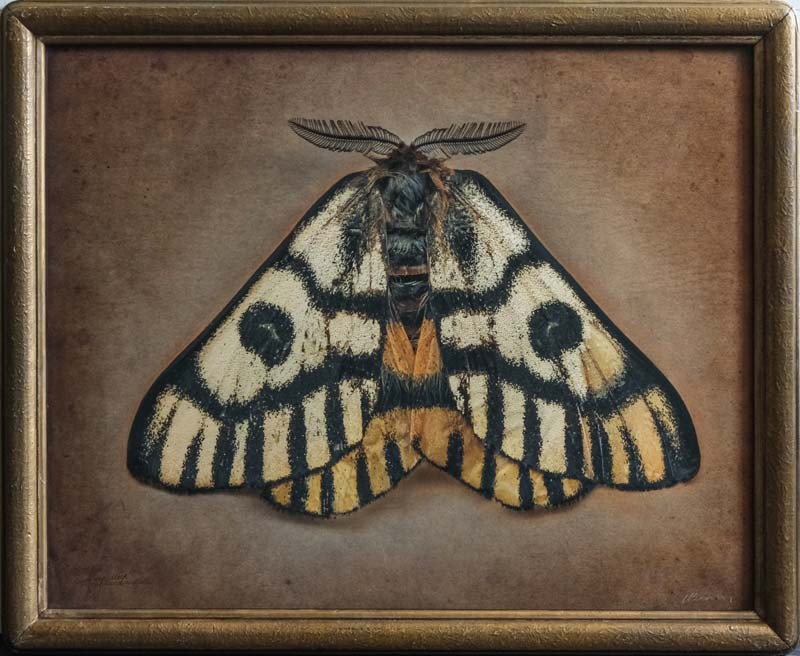 Hemileuca nuttalli, Sheep Moth