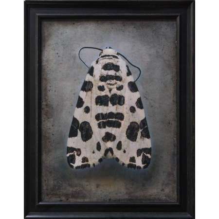 Hypercompe permaculata