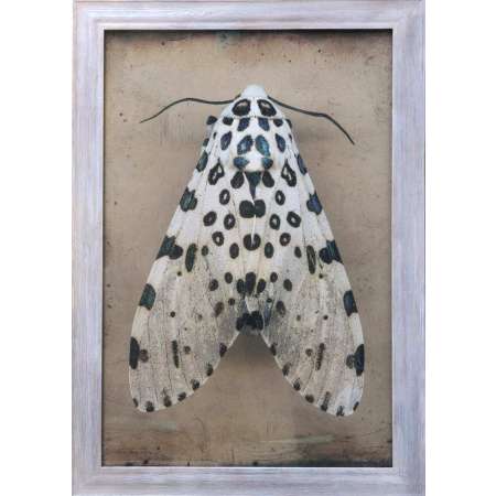Hypercompe scribonia, Giant Leopard Moth I