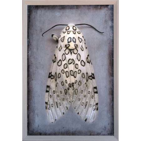 Hypercompe scribonia, Giant Leopard Moth II