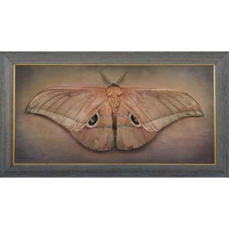 Lobobunaea acetes II