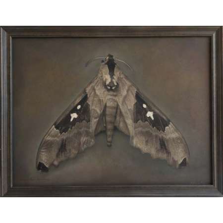 Lophostethus dumolinii, Arrow Sphinx Moth