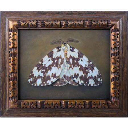 Lymthantia marginata