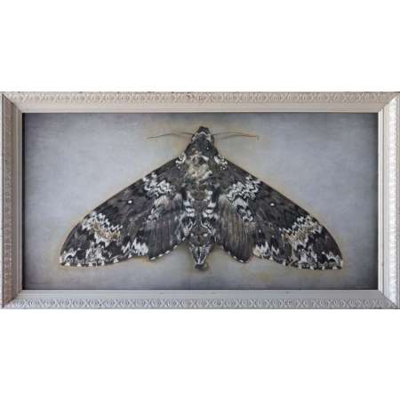 Manduca rustica, Rustic Sphinx Moth