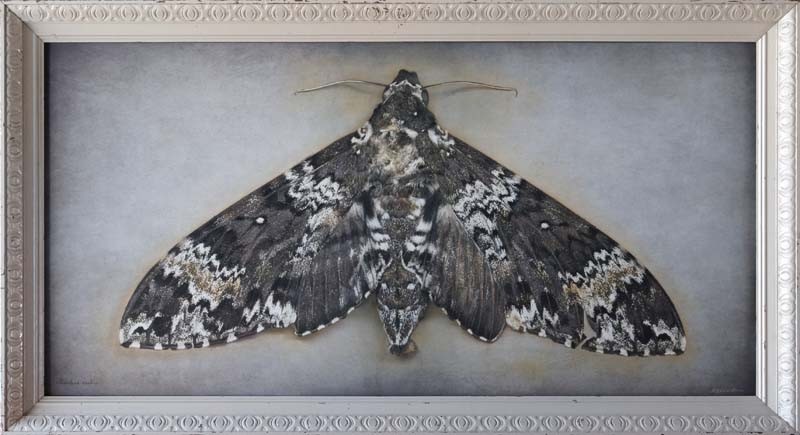 Manduca rustica, Rustic Sphinx Moth