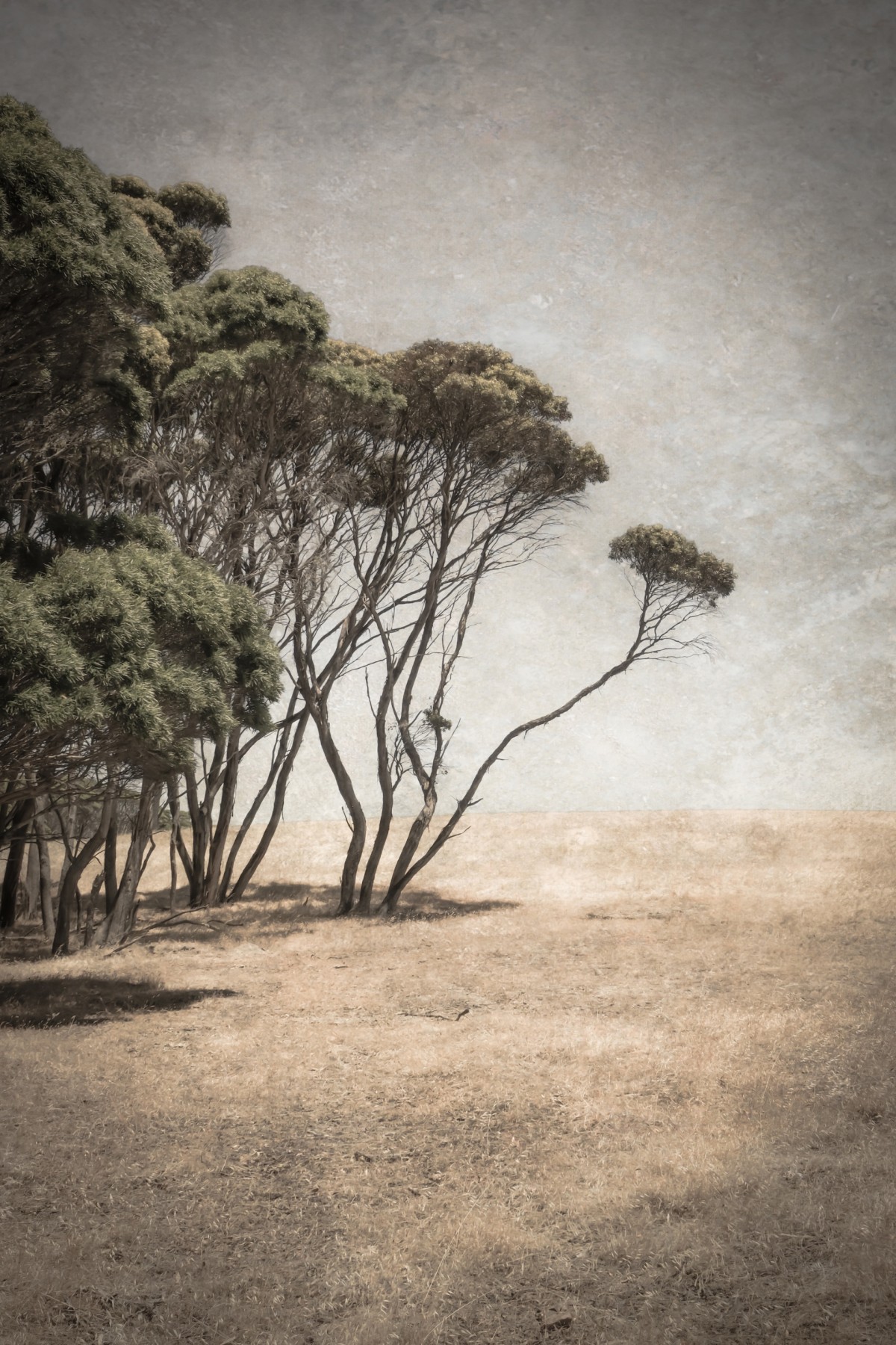 Mallee, Kangaroo Island, South Australia