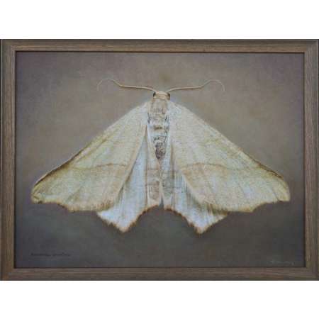 Ochodontia adustaria