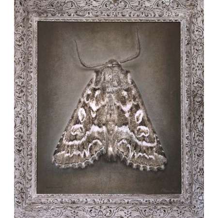 Phoebophilus amoenus