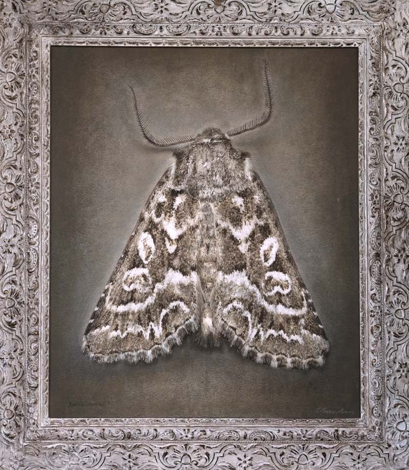 Phoebophilus amoenus