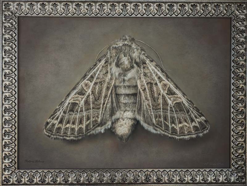 Tholera hilaris