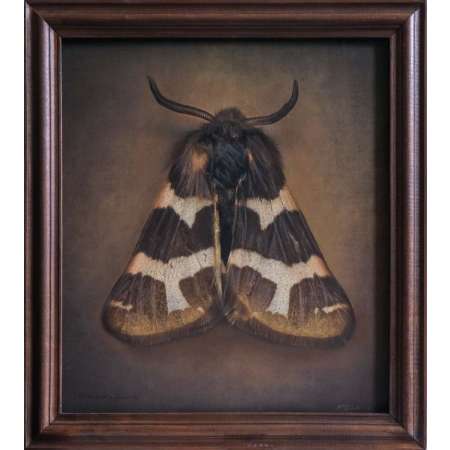 Watsonarctia deserta