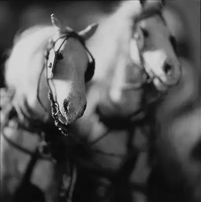 Two Horses