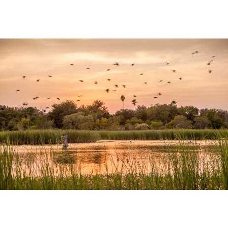 Ibis Pond, Estero Llano Grande State Park