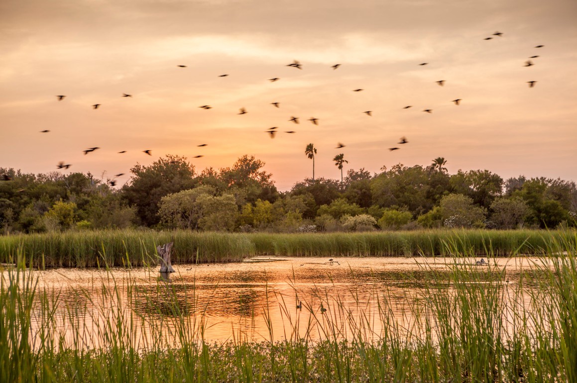 Ibis Pond, Estero Llano Grande State Park