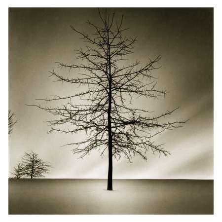 Tree in Snow