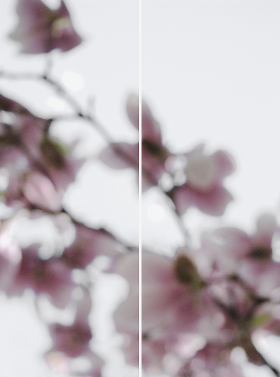 Magnolia No. 2, 2008