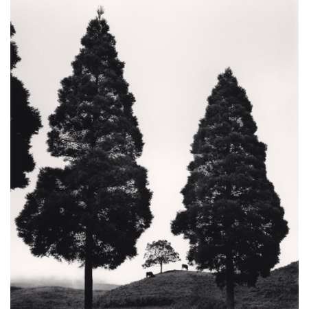 Akaushi and Trees, Kumamoto, Kyushu, Japan, 2024