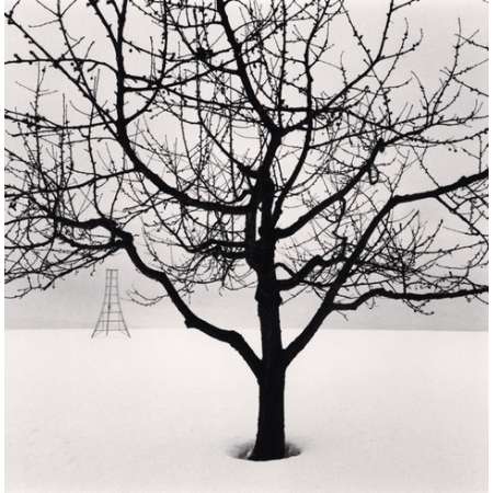 Cherry Tree and Pruning Ladder, Hokkaido, Japan