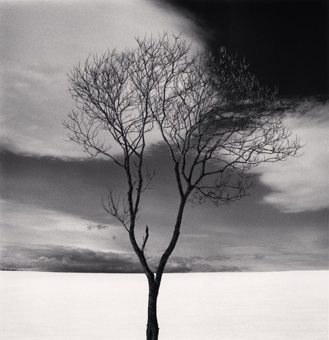 Onishi Tree, Study 3, Hokkaido, Japan