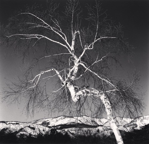 Shirakaba and Mountains, Nagano, Honshu, Japan